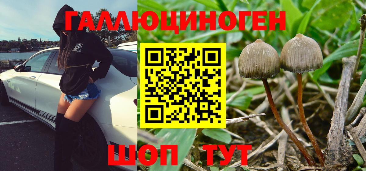 Псилоцибиновые грибы Cubensis Шебекино
